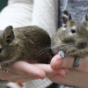 Дегу (Octodon degus)