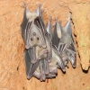Нильский крылан (Rousettus aegyptiacus)