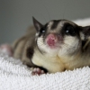 Сахарный поссум (Petaurus breviceps)