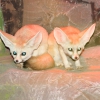 Фенек (Vulpes zerda)