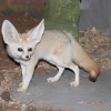 Фенек (Vulpes zerda)