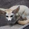 Фенек (Vulpes zerda)