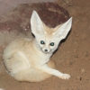 Фенек (Vulpes zerda)