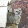 Жёлтый мангуст (Cynictis penicillata)