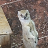 Жёлтый мангуст (Cynictis penicillata)