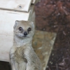 Жёлтый мангуст (Cynictis penicillata)
