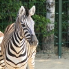 Зебра Чапмана (Equus burchelli chapmani)