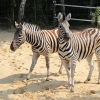 Зебра Чапмана (Equus burchelli chapmani)