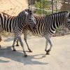 Зебра Чапмана (Equus burchelli chapmani)