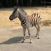 Зебра Чапмана (Equus burchelli chapmani)