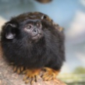 Краснорукий тамарин (Saguinus midas)