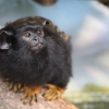 Краснорукий тамарин (Saguinus midas)
