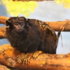 Краснорукий тамарин (Saguinus midas)