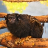 Краснорукий тамарин (Saguinus midas)