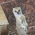 Жёлтый мангуст (Cynictis penicillata)