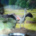 Розовый фламинго (Phoenicopterus roseus)