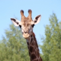 Жираф южноафриканский (Giraffa camelopardalis giraffa)