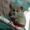 Долгопят (Tarsius)