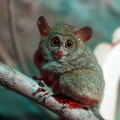 Долгопят (Tarsius)