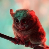 Долгопят (Tarsius)