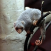 Пятнистый кускус (Spilocuscus maculatus)
