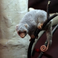 Пятнистый кускус (Spilocuscus maculatus)