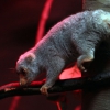 Пятнистый кускус (Spilocuscus maculatus)