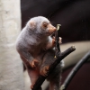 Пятнистый кускус (Spilocuscus maculatus)