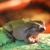 Австралийская голубая квакша (Litoria caerulea)