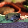 Австралийская голубая квакша (Litoria caerulea)