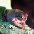 Австралийская голубая квакша (Litoria caerulea)