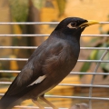 Обыкновенная майна (Acridotheres tristis)