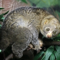 Потто (Perodicticus potto)
