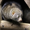 Потто (Perodicticus potto)