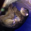 Потто (Perodicticus potto)