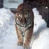 Амурский тигр (Panthera tigris altaica)
