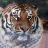 Амурский тигр (Panthera tigris altaica)