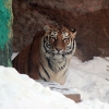 Амурский тигр (Panthera tigris altaica)