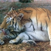 Амурский тигр (Panthera tigris altaica)
