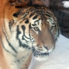 Амурский тигр (Panthera tigris altaica)