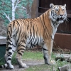 Амурский тигр (Panthera tigris altaica)