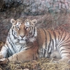 Амурский тигр (Panthera tigris altaica)