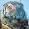 Амурский тигр (Panthera tigris altaica)