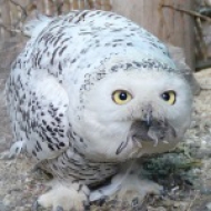 Кормление животных живым кормом