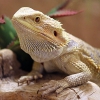 Бородатая агама (Pogona vitticeps)