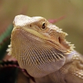 Бородатая агама (Pogona vitticeps)