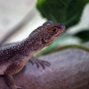 Игуана мадагаскарская (Chalarodon madagascariensis)