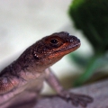 Игуана мадагаскарская (Chalarodon madagascariensis)