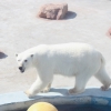 Белый медведь (Ursus maritimus)