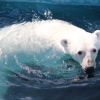 Белый медведь (Ursus maritimus)